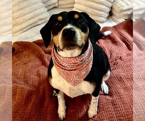 Beagle-Unknown Mix Dogs for adoption in Batavia, OH, USA
