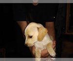 Small Photo #6 Chiweenie Puppy For Sale in VANCOUVER, WA, USA