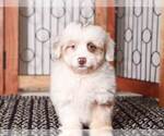 Small Photo #4 F2 Aussiedoodle Puppy For Sale in NAPLES, FL, USA