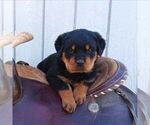 Small #1 Rottweiler