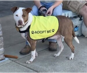 Mutt Dogs for adoption in Jackson, MS, USA