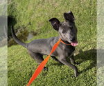 Small Photo #6 Carolina Dog-Unknown Mix Puppy For Sale in Oakhurst, NJ, USA