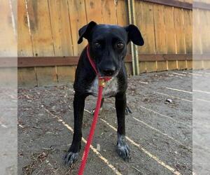 Moana - Female Labrador Retriever-Unknown Mix Dog for Adoption - Photo #3