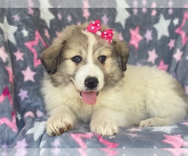 Medium Photo #8 Great Pyrenees Puppy For Sale in LAKELAND, FL, USA
