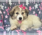 Small Photo #8 Great Pyrenees Puppy For Sale in LAKELAND, FL, USA