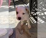 Puppy Godzilla American Pit Bull Terrier