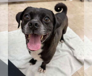 Pug-Unknown Mix Dogs for adoption in San Diego, CA, USA