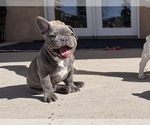 Small #2 French Bulldog