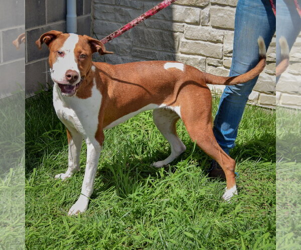 Medium Photo #2 American Staffordshire Terrier-Vizsla Mix Puppy For Sale in Huntley, IL, USA