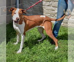 Small #1 American Staffordshire Terrier-Vizsla Mix