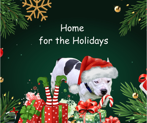 Bulldog-Staffordshire Bull Terrier Mix Dogs for adoption in Rootstown, OH, USA