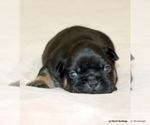 Small Photo #36 French Bulldog Puppy For Sale in WINNSBORO, TX, USA