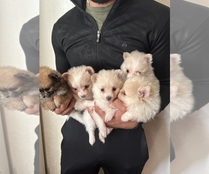 Pomeranian Puppy for sale in DENVER, CO, USA