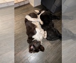 Small Photo #9 Newfoundland Puppy For Sale in LAS VEGAS, NV, USA