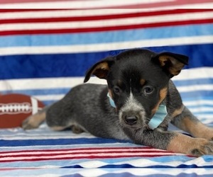 Australian Cattle Dog Puppy for sale in LANCASTER, PA, USA