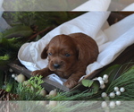 Small Photo #11 Cavapoo (Miniature) Puppy For Sale in GREENWOOD, WI, USA