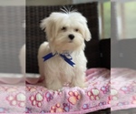 Small Photo #15 Maltese Puppy For Sale in RALEIGH, NC, USA
