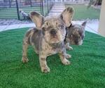 Small Photo #19 French Bulldog Puppy For Sale in N LAS VEGAS, NV, USA