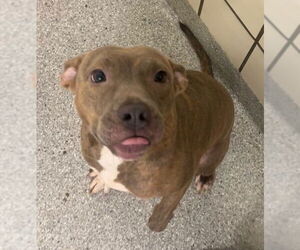 American Pit Bull Terrier-Unknown Mix Dogs for adoption in Pasadena, TX, USA