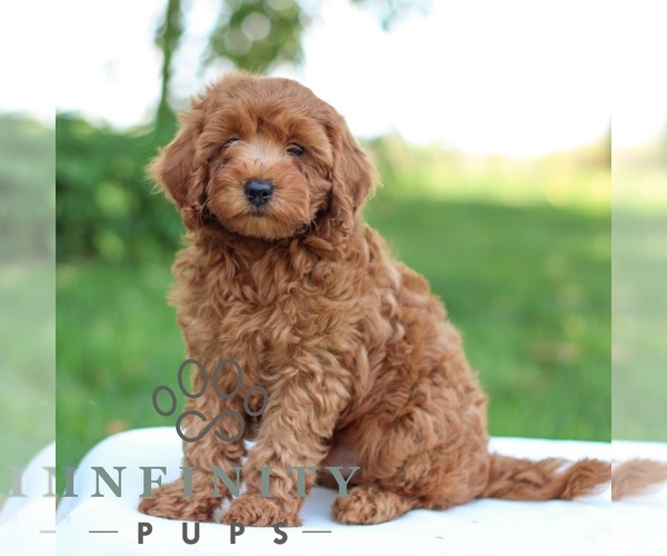 Medium Photo #3 Goldendoodle (Miniature) Puppy For Sale in LITITZ, PA, USA