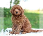 Small #2 Goldendoodle (Miniature)