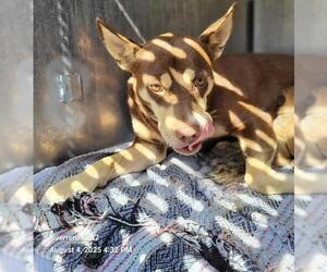 American Staffordshire Terrier-Unknown Mix Dogs for adoption in San Antonio, TX, USA