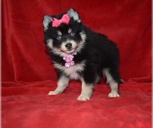 Pomsky Puppy for sale in BARNESVILLE, KS, USA