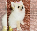 Small Photo #3 Pomeranian Puppy For Sale in HOLLYWOOD, FL, USA