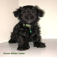 Schnauzer (Standard) Puppy for sale in PALMYRA, VA, USA