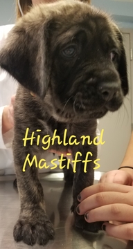 Medium Photo #1 Mastiff Puppy For Sale in CUTLER, IN, USA