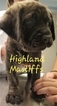 Small Photo #1 Mastiff Puppy For Sale in CUTLER, IN, USA