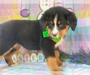 Bernese Mountain Dog-Labrador Retriever Mix Puppy for sale in LANCASTER, PA, USA