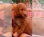 Small Photo #14 Bernedoodle Puppy For Sale in BUFFALO GAP, TX, USA