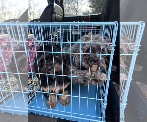 Medium Photo #1 Mutt Puppy For Sale in Valrico, FL, USA