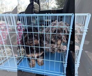 Mutt Dogs for adoption in Valrico, FL, USA