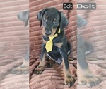 Small #3 Doberman Pinscher