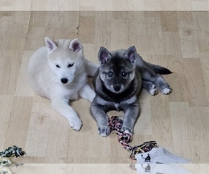 Alaskan Klee Kai Litter for sale in BATTLEMENT MESA, CO, USA