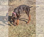 Small Photo #4 Doberman Pinscher Puppy For Sale in Minneaoplis, MN, USA