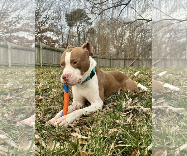 Medium Photo #11 Mutt Puppy For Sale in Alexandria, VA, USA