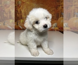 Bichpoo Puppy for sale in ATLANTA, GA, USA