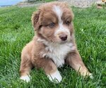 Small Photo #2 Australian Shepherd Puppy For Sale in PROSSER, WA, USA
