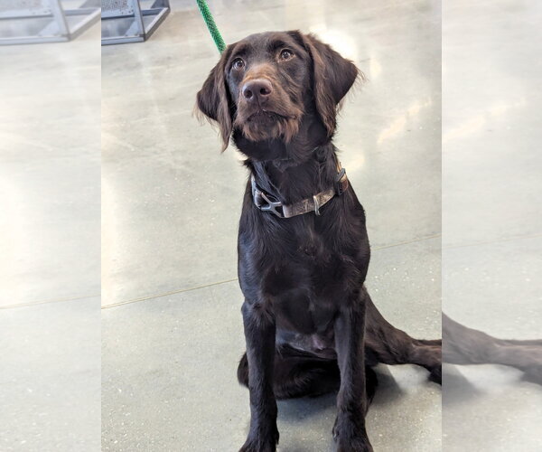 Medium Photo #2 Chocolate Labrador retriever-Poodle (Standard) Mix Puppy For Sale in Milner, GA, USA