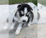 Small Photo #3 Siberian Husky Puppy For Sale in WOODRUFF, SC, USA