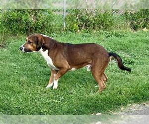 American Staffordshire Terrier-Unknown Mix Dogs for adoption in San Antonio, TX, USA