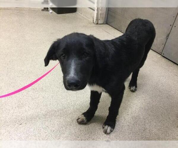 Medium Photo #1 Labrador Retriever-Unknown Mix Puppy For Sale in Riverside, CA, USA