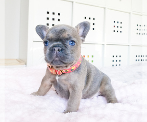 French Bulldog Puppy for sale in MARYSVILLE, WA, USA