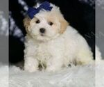 Small Photo #24 Maltipoo (Miniature) Puppy For Sale in WARSAW, IN, USA