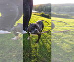 Small Photo #5 American Pit Bull Terrier-Unknown Mix Puppy For Sale in Caldwell, NJ, USA