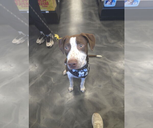 Medium Photo #10 American Pit Bull Terrier-Unknown Mix Puppy For Sale in Minneapolis, MN, USA