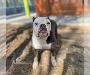 Bulldog-Unknown Mix Dogs for adoption in Las Vegas, NV, USA